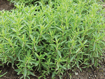 Organic winter savory, Aromatic herb, William Dam Seeds HD wallpaper