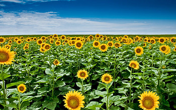 Flowers, Sunflowers, Sky, Clouds, Plant, Field, Dahl, Distance, Stems HD wallpaper