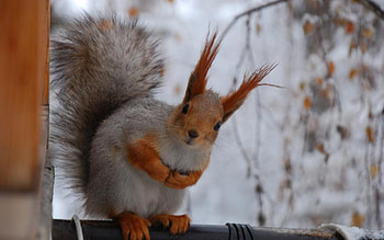 Squirrels Animal Cute Nuts Funny Cup ~ Squirrels 16:9 . HD wallpaper