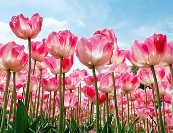 Tulips, Flowers, Nature, Blooming HD wallpaper
