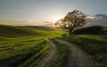 Road, grass, field, tree HD wallpaper