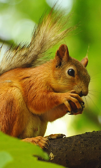 Forest Squirrel Nutty Squirrel Pocket Squirrel, Animal, squirrel HD phone wallpaper