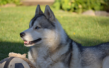 Animals, Grass, To Lie Down, Lie, Dog, Ball, Profile, Husky, Haska HD wallpaper