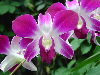 Pretty snapdragons, vibrant, graphy, tropical, exotic, pink, vivid, bright, flowers, nature, snapdragon, excellence HD wallpaper