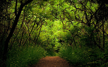 Nature, Trees, Forest, Path, Trail, Thicket, Thickets HD wallpaper