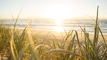 Peaceful sunrise view from grassy dunes on an Australian beach, capturing the ocean's horizon. HD wallpaper