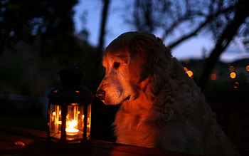 Animals, Shine, Light, Dog, Shadow, Lamp, Lantern HD wallpaper