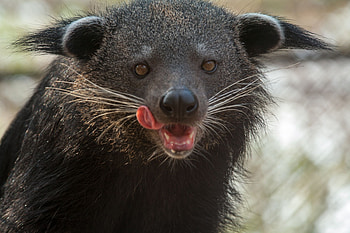 Binturong, Binturong ideas, Animal, Mammal HD wallpaper