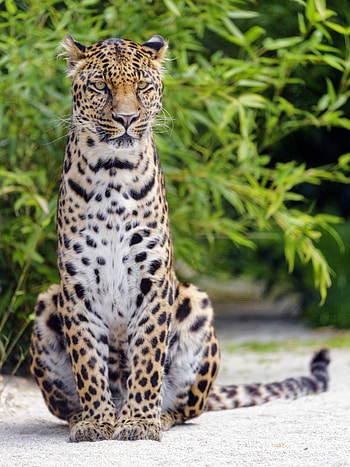 Animals, Leopard, Predator, Big Cat, Sight, Opinion HD phone wallpaper
