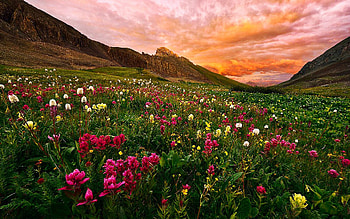 Carpet Of Wildflowers, valles, blossoms, clouds, sky, mountains, sunset HD wallpaper