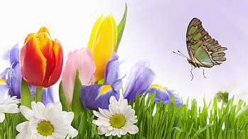 Making the Sun Shine, iris, firefox persona, grass, tulips, spring, daisies, summer, butterfly, daisy, lavender, easter HD wallpaper