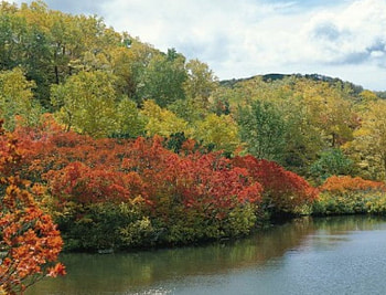 Forest Lake, russet leaves, forest, lake, autumn colours HD wallpaper