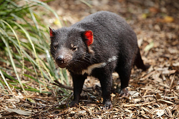Puzzled scientists, Tasmanian devils, Laws of scavenging, Curious HD wallpaper