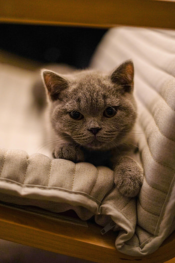 Animals, Cat, Kitty, Kitten, Pet, Sight, Opinion, British Cat HD phone wallpaper