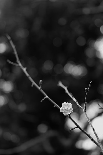 Flowers, Sakura, Flower, Blur, Smooth, Branch, Bw, Chb HD phone wallpaper