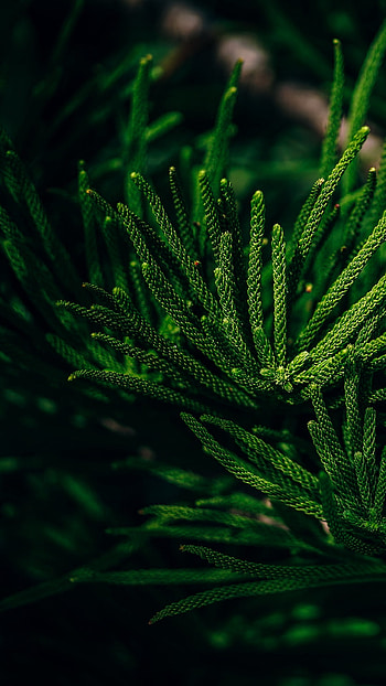 branch, nature, plant HD phone wallpaper