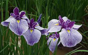 Flowers, Close-Up, Greens, Irises HD wallpaper