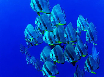 Beauty below, blue, deep, fish, school, ocean HD wallpaper