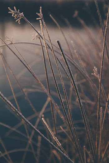 Plants, Winter, Grass, Macro, Frost, Hoarfrost HD phone wallpaper