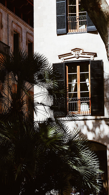 Windows, Building, Miscellanea, Miscellaneous, Palm, House, Facade HD phone wallpaper