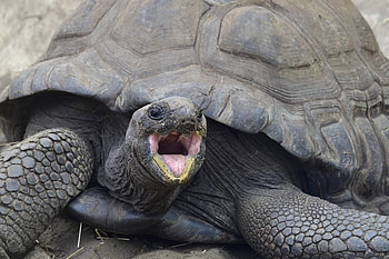 Unusual visitor, Giant tortoise encounter, Astonishing terrace moment, Unexpected wildlife encounter HD wallpaper