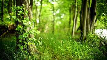 Landscape, Trees, Leaves HD wallpaper