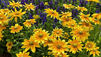 Black-eyed Susan, nature, graphy, flower HD wallpaper
