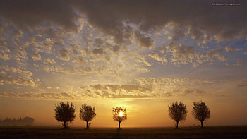 Landscape, Trees, Sunset HD wallpaper