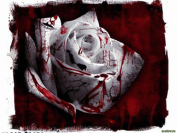 Plants, Flowers, Roses HD wallpaper
