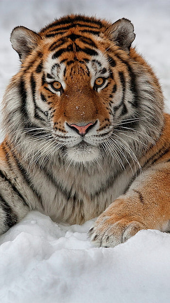 snow, Animal, tiger, winter animals HD phone wallpaper