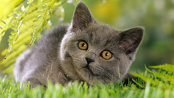 Animals, Grass, Fluffy, Kitty, Kitten, Muzzle, Curiosity HD wallpaper