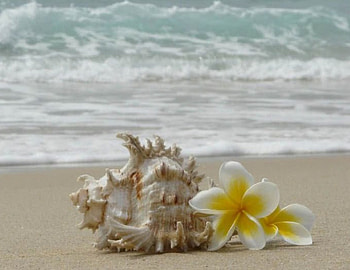 Plumeria, Beach, summer, Sea HD wallpaper