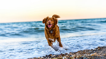 Nova Scotia Duck Tolling Retriever, labrador-retriever, dog, animals, labrador HD wallpaper