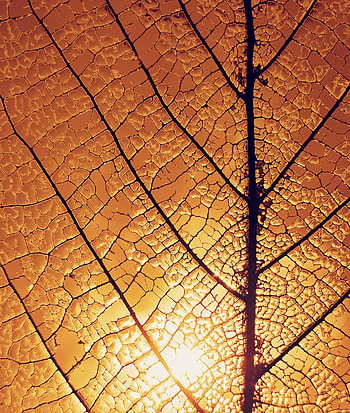 Macro, Sheet, Leaf, Glow, Veins HD phone wallpaper