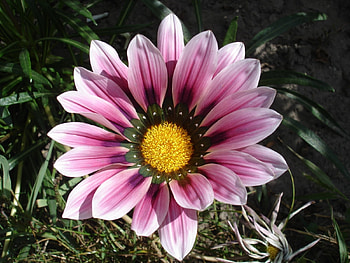 Plants, Flowers HD wallpaper