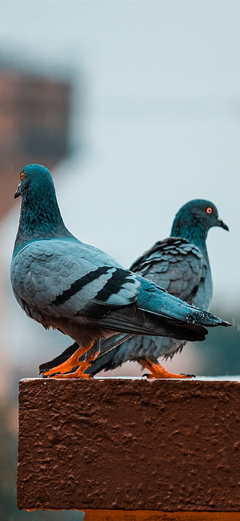 Pigeon , s, High-quality ry HD phone wallpaper