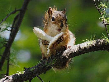 Animals, Squirrel HD wallpaper