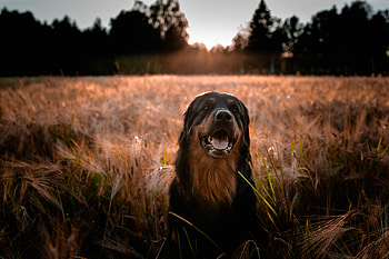 Animals, Dog, Muzzle, Estrel Sheepdog, Ashrell Shepherd HD wallpaper