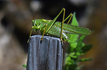 Great green bush-cricket, Grasshoppers HD wallpaper