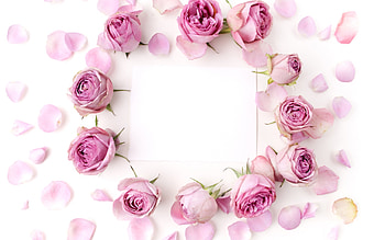 :), rose, pink, white, flower, trandafir, card, wreath HD wallpaper