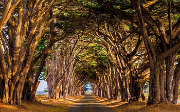 Road between the trees, view, road, Tree, phot HD wallpaper