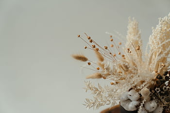 Aesthetic still life composition featuring a variety of dried flowers and cotton buds. HD wallpaper