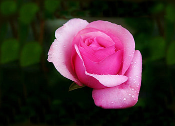 Pink, rose, nature, flowers, beauty HD wallpaper