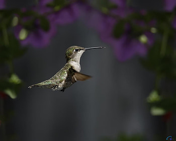 Hummingbird in Flight, flight, animal, humming, bird HD wallpaper