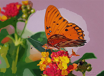 Orange butterfly, plant, leaves, red and yellow, black markings HD wallpaper