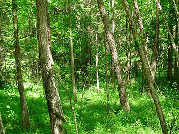 Pole Trees, bark, trees, leaves, brush HD wallpaper