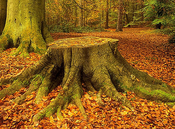Tree Stump, Virginia Water, Surrey, England, Nature, Autumn, Stump, Tree HD wallpaper