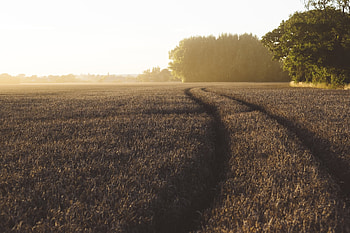Field, nature, tree, sunset HD wallpaper