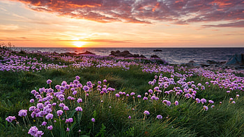 The Channel, Fort Hommet, Guernsey, UK, blossoms, colors, clouds, landscape, flowers, sky, sea, island, morning, sunrise HD wallpaper