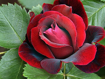 Rose, nature, flower HD wallpaper